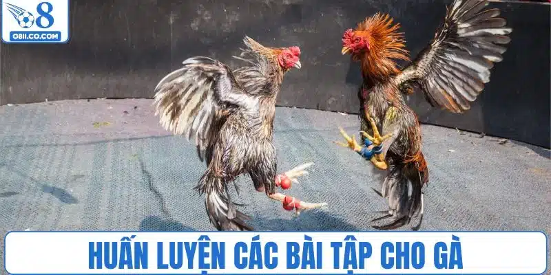 Các bài tập quan trọng trong cách nuôi gà đá chân mạnh