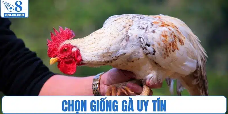 Cách nuôi gà đá chân mạnh bắt đầu từ việc chọn giống