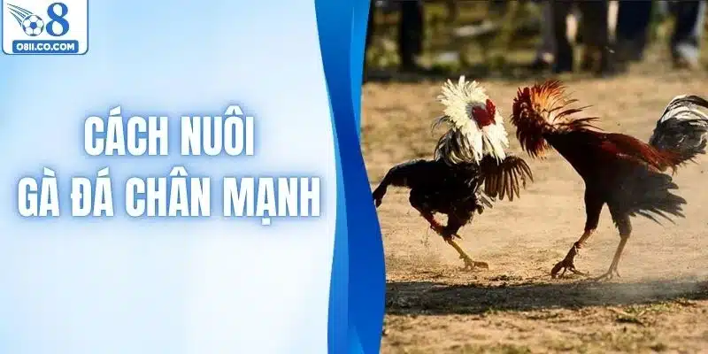 Cách Nuôi Gà Đá Chân Mạnh Từ Chế Độ Ăn Đến Bài Tập