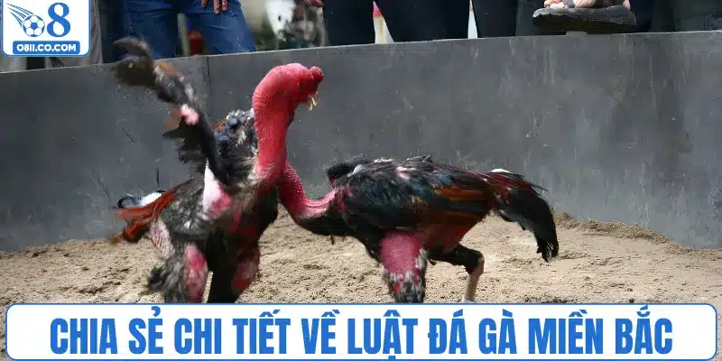 Chia sẻ chi tiết về luật đá gà miền bắc