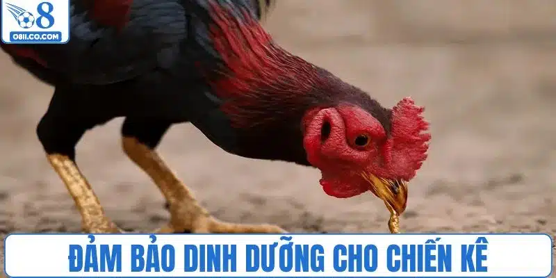 Đảm bảo dinh dưỡng trong cách nuôi gà đá chân mạnh