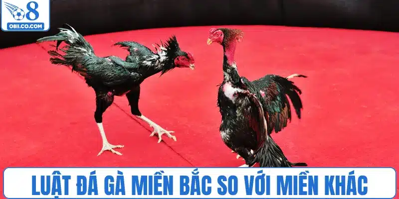 Luật đá gà miền Bắc so với miền khác