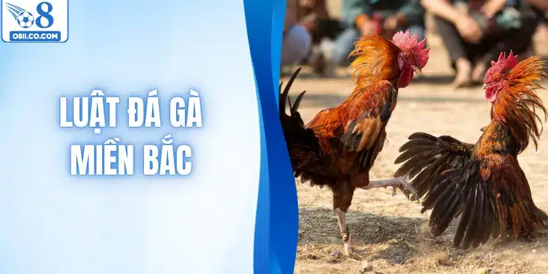 Luật Đá Gà Miền Bắc & Các Quy Định Quan Trọng Cần Biết