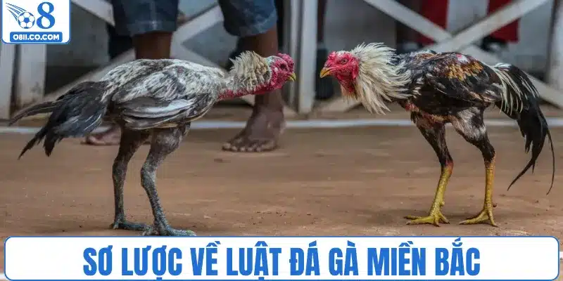 Sơ lược về luật đá gà miền bắc
